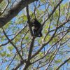 Howler Monkey in the Trees in Tamarindo