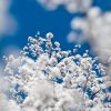 Snow