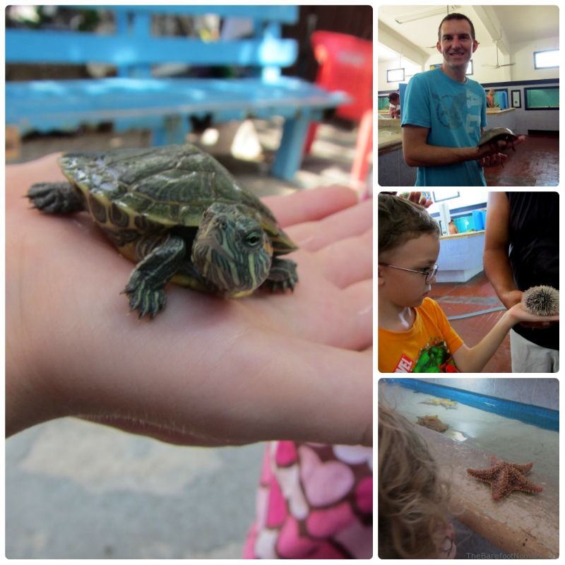 Hands on at the Isla Mujeres Turtle Farm