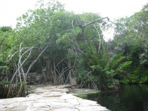 Path Beside Cenote Crystalline, Playa del Carmen