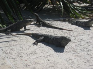 Iguanas at the Gran Bahia Principe, Mexico