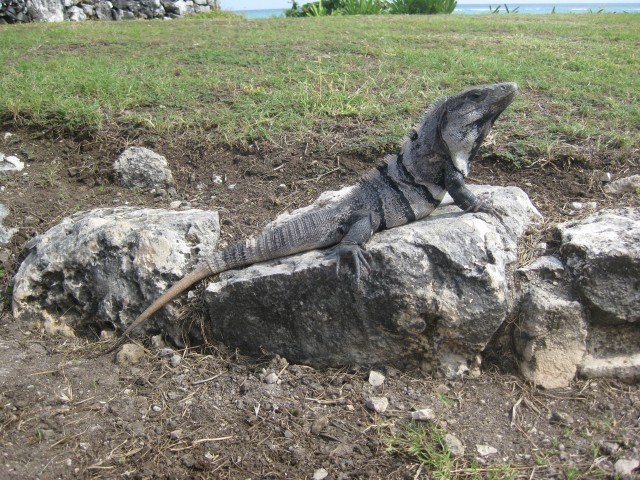 Iguana at the Tulum Ruins in the Yucatan, Mexico