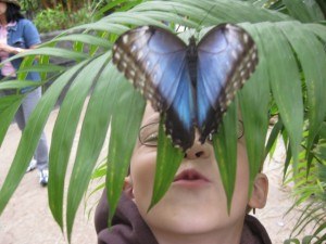 Butterfly Kisses at La Paz Waterfall Gardens Costa Rica