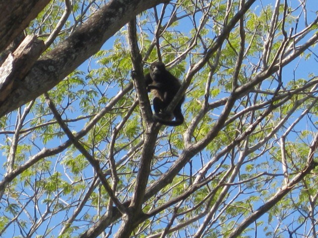 Howler Monkey in the Trees in Tamarindo