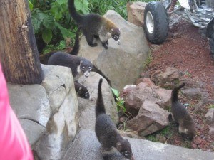 White Nose Coati La Paz Waterfall Gardens Costa Rica