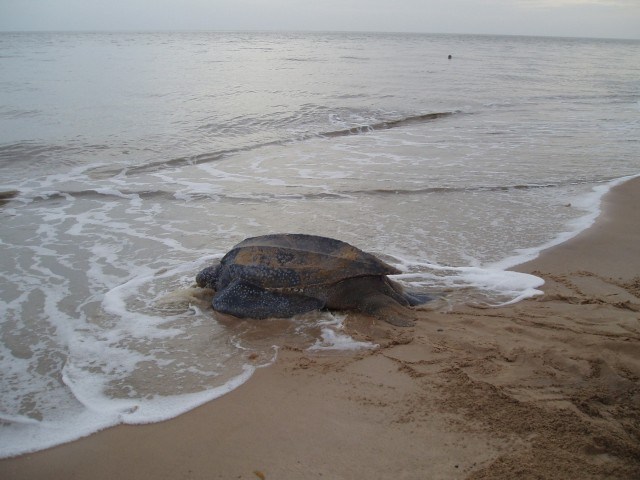 Leatherback_Sea_Turtle_Heading_Back_Out_to_Sea (Small) Leatherback Turtle Heading to Sea