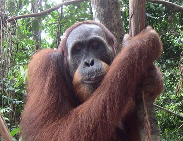 Orangutan in Bukit Lawang Indonesia Orangutan in Bukit Lawang Indonesia