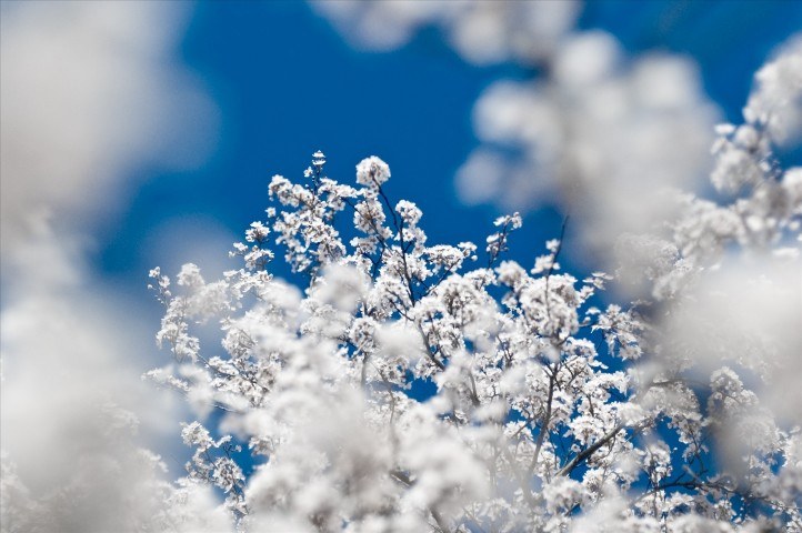 Snow Snow