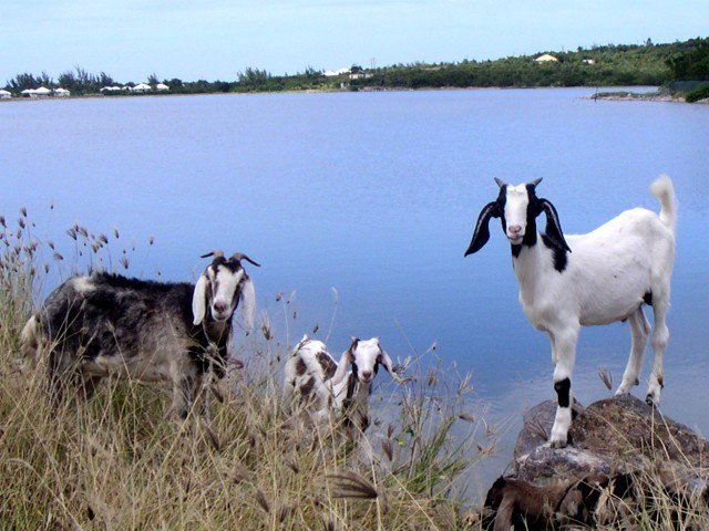 Goats on St Martin Goats on St Martin