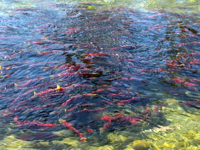Group of Salmon in Adams River Salmon Spawning