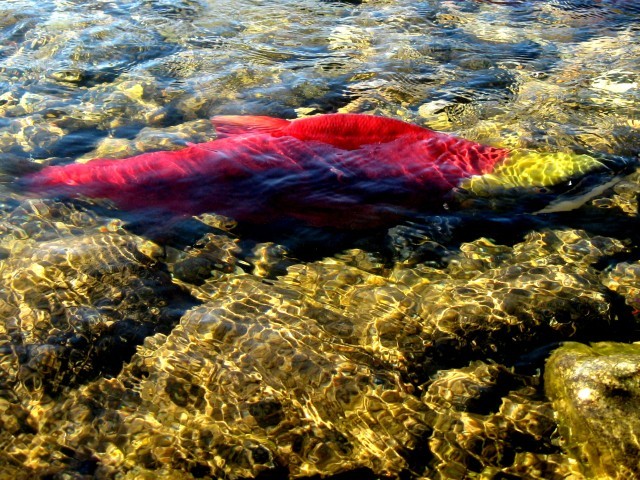 Salmon Run of The Century Adams River