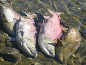 Spawning Salmon in Adams River Dead