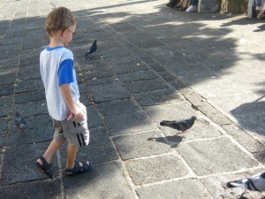 Chasing Pigeons in Parque Central Heridia Costa Rica