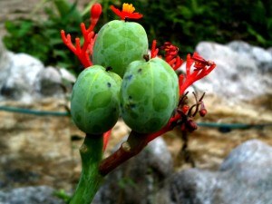 Seed Pods Tamarindo Costa Rica The Barefoot Nomad