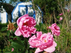 Wild Roses and Blue Garden Shed
