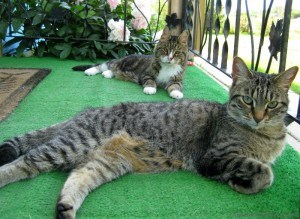 Resident Cats Lounging at Grandma's Luxury Cat Spa