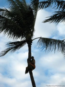 Hale Koa Tree Climber Waikiki Hawaii