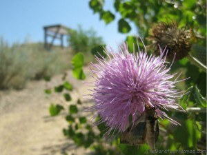 Moth on Purple Flower Dinosaur Provincial Park