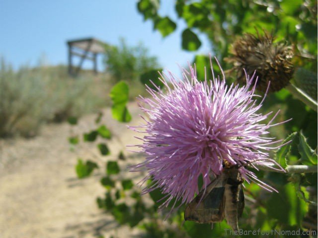Moth on Purple Flower Dinosaur Provincial Park Moth on Purple Flower Dinosaur Provincial Park