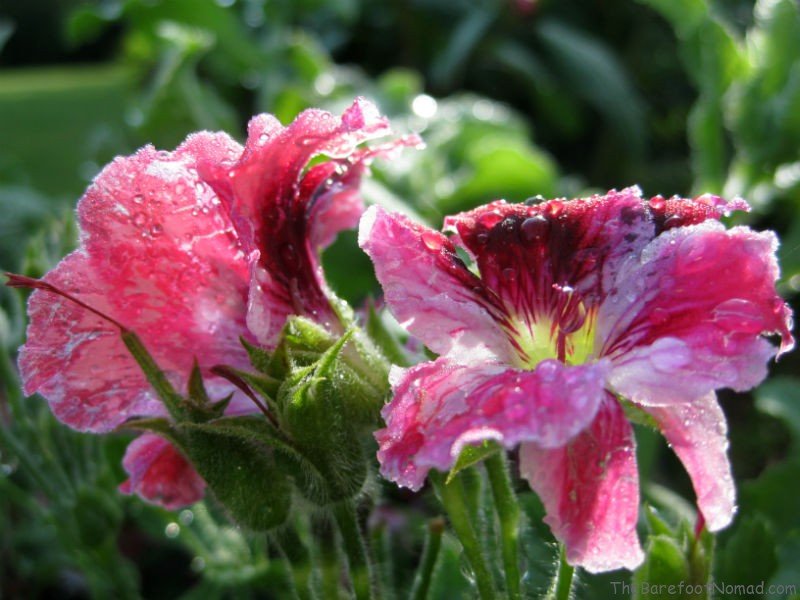 Pink Flowers after the Rain