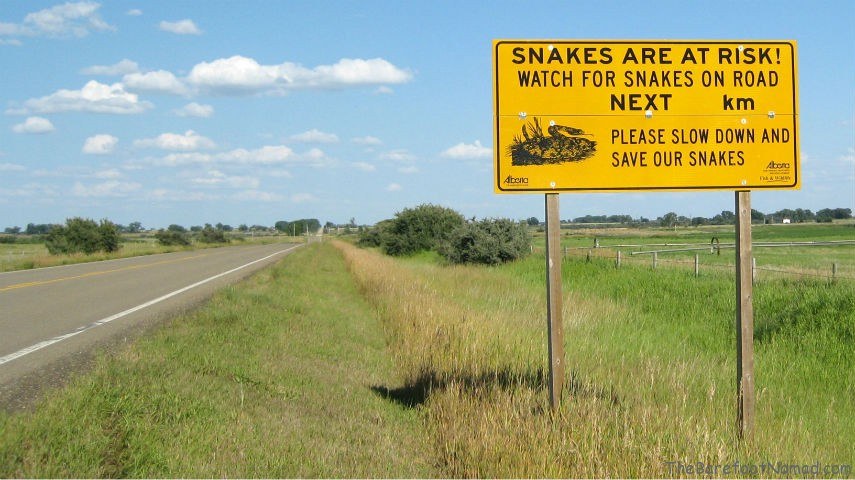 Snakes on the Road Dinosaur Provincial Park Patricia Alberta Snakes on the Road Dinosaur Provincial Park Patricia Alberta