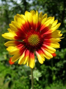 Yellow Daisy Central Alberta Garden