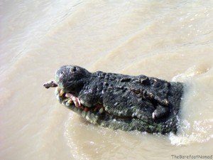 Croc with Meat in Teeth Adelaide River