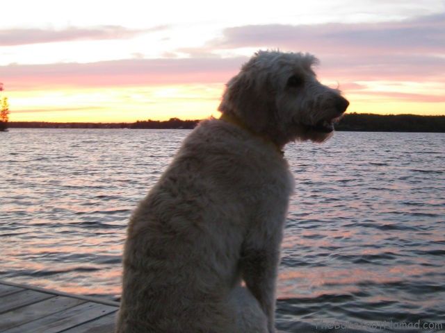 Travel with your dog photo at sunset