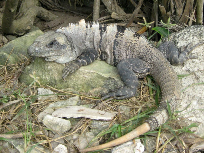 Iguana at Tulum 
