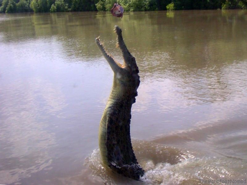 Jumping Crocodile on the Adelaide River