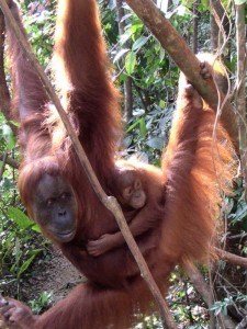 Orange Orangutan and Baby Bukit Lawang Indonesia