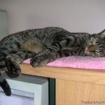 Sleeping Tabby Cat