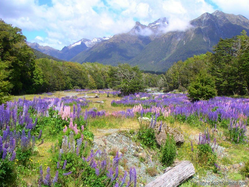Champ et montagnes violettes de Nouvelle-Zélande