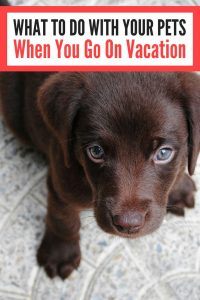 What To Do With Your Pets When You Go On Vacation