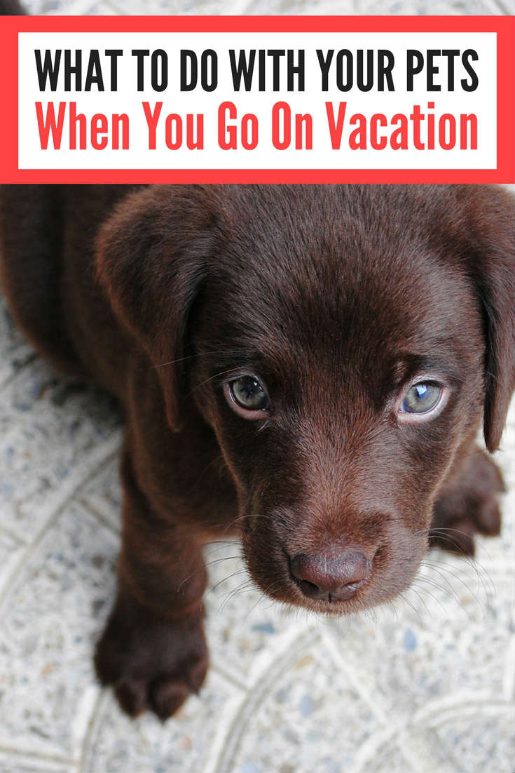 What To Do With Your Pets When You Go On Vacation