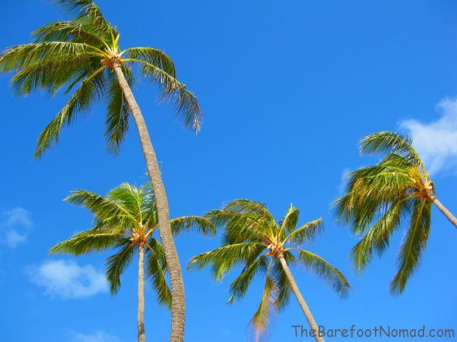Palm Trees Swaying in the Breeze at Kailua Beach, Oahu