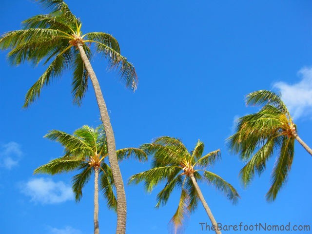 Palm Trees Swaying in the Breeze at Kailua Beach, Oahu Palm Trees Swaying in the Breeze at Kailua Beach, Oahu