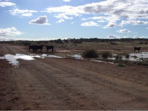 Anna Creek Cattle on the Oddnadatta Track