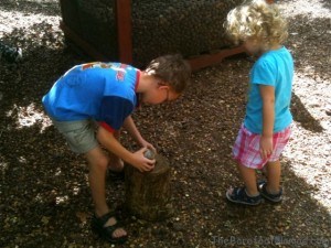 Crushing Macadamia Nuts at Macadamia Nut Farm Oahu Hawaii Road Trip