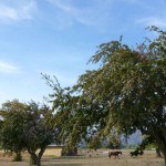 Horses at pasture in Tranquille / Padova City