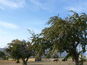 Horses at pasture in Tranquille / Padova City