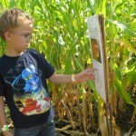 Deciphering a clue corn maze Tranquille Farm Fresh
