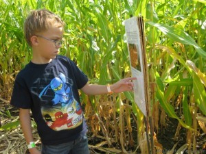 Deciphering a clue corn maze Tranquille Farm Fresh