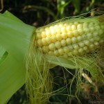 Corn kernels Tranquille Farm Fresh Kamloops Corn Maze