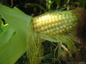 Corn kernels Tranquille Farm Fresh Kamloops Corn Maze