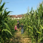 Corn Maze and Men's Dorms Tranquille Farm Fresh