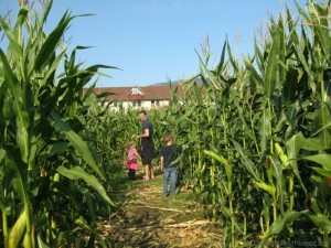 Corn Maze and Men's Dorms Tranquille Farm Fresh