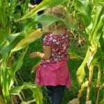 Winding through the corn maze at Tranquille Farm Fresh