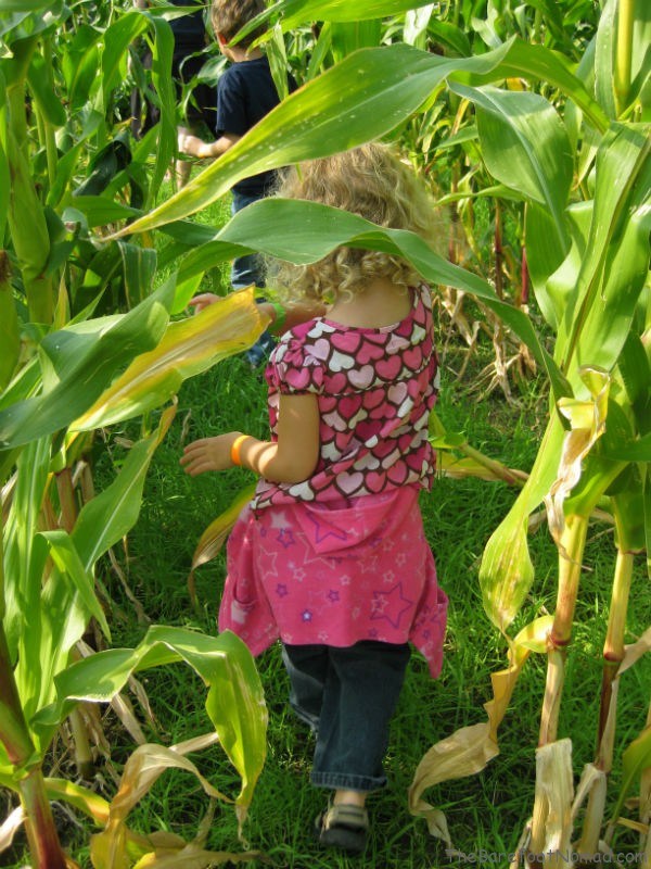 Winding through the maze Winding through the corn maze at Tranquille Farm Fresh