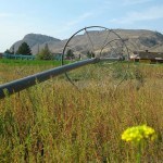 Corn maze and school at Tranquille